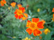 Kääpiösamettikukka