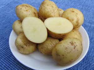 Perunalajike ’Ackersegen’