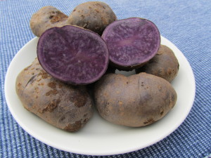 Perunalajike ’Blue Salad’