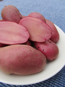 Perunalajike ’Roseval’