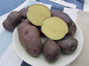 Perunalajike ’Yetholm Gypsy’