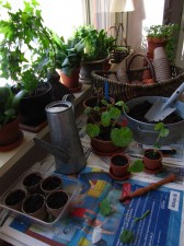 Pelargonien pistokaslisäystä