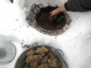 Maa-artisokkaa maakuopasta