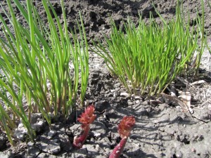 Ruohosipuli aikaisin keväällä