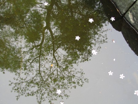 Meditointia puutarhassa Meditointia puutarhassa