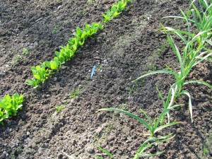 Aikaiset kylvöt itävät