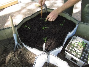 Fenkolintaimien istutusta