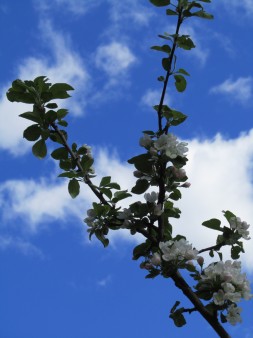 Omenapuu kukkii Omenapuu kukkii