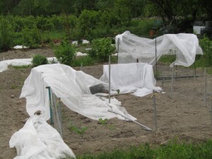 Aaveita naapurin kasvimaalla