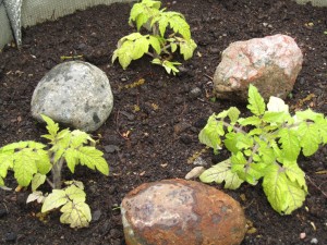 Kivet lämmittävät tomaatintaimia