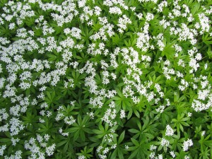 Tuoksumaratti kukkii