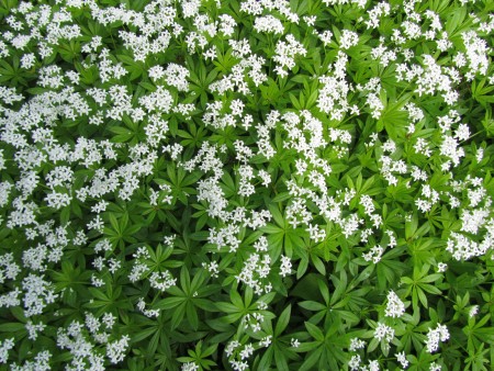 Tuoksumaratti kukkii Tuoksumaratti kukkii