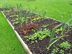 Ruutupenkki kasvimaalla, Royal Botanic Garden Edinburgh Ruutupenkki kasvimaalla, Royal Botanic Garden Edinburgh