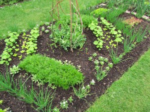 Kasvimaalla, Royal Botanic Garden Edinburgh Kasvimaalla, Royal Botanic Garden Edinburgh