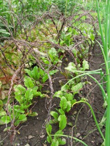 Kasvimaalla, Royal Botanic Garden Edinburgh Kasvimaalla, Royal Botanic Garden Edinburgh