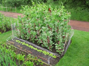 Härkäpapuviljelmä Härkäpapuviljelmä