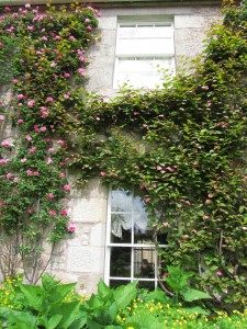 Flower Garden, Cawdor Castle Gardens: köynnösruusu ja kiinanlaikkuköynnös Flower Garden, Cawdor Castle Gardens: köynnösruusu ja kiinanlaikkuköynnös