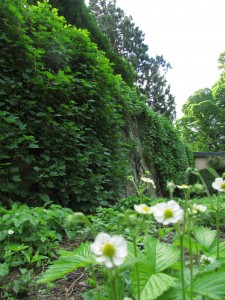Walled Garden, Cawdor Castle Gardens: mansikankukkia keittiöpuutarhassa Walled Garden, Cawdor Castle Gardens: mansikankukkia keittiöpuutarhassa