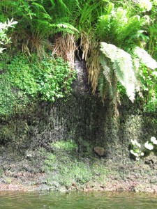 Wild Garden, Cawdor Castle Gardens: puron törmää Wild Garden, Cawdor Castle Gardens: puron törmää