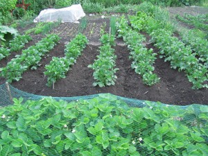 Kasvimaa juhannuksen jälkeisellä viikolla 2012