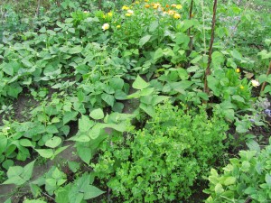 Papuja ja kukkia viherlannoituspenkissä