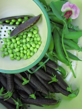 Peltoherne ’Purple podded’, taustalla silpoydinherne ’Kleine Rheinländerin’