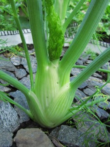 Hieno salaattifenkolin lehtimukula