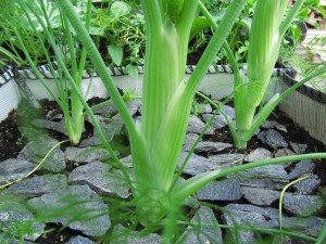 Salaattifenkoli työntää kukkavartta