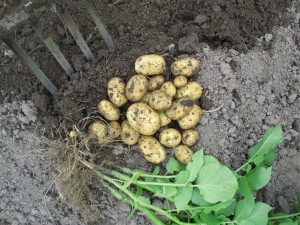 ’Anuschka’-perunaa nostamassa ’Anuschka’-perunaa nostamassa