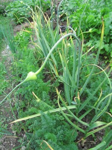 Valkosipulia porkkanapenkissä