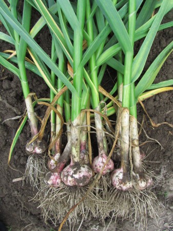 Valkosipulit on korjattu