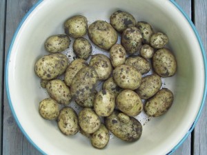 ’Anuschka’-satoa