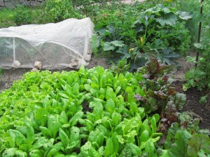 Salaattia ynnä muuta kasvimaalla