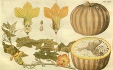 Kurpitsa (Cucurbita pepo)