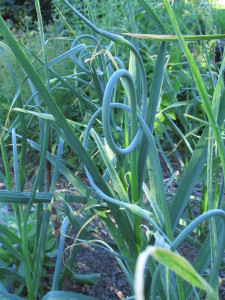 Valkosipulin kiehkuraiset kukkavarret