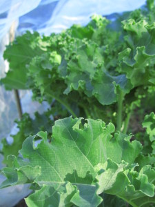 Lehtikaali viihtyy kaaliverkon alla