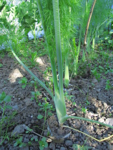 Salaattifenkoli pullistuu