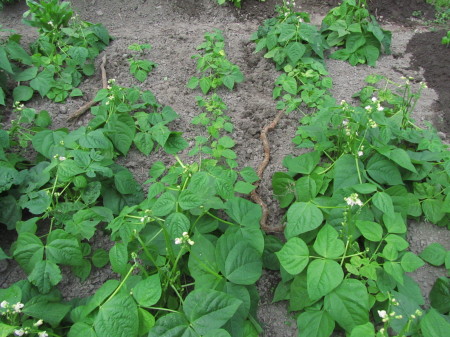 Papuja vaihtelevalla menestyksellä