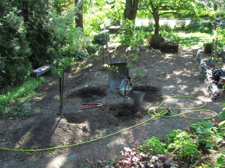 Kirsikkapuistoa istutetaan