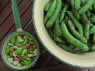 Härkäpapuja