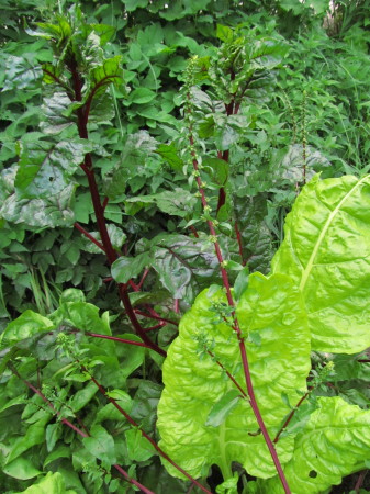 Mangoldia kasvimaalla