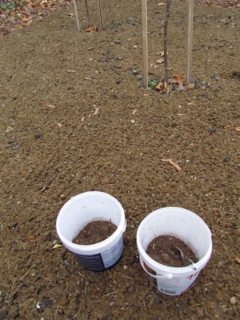 Niittysiemeniä kylvöjatkeessa