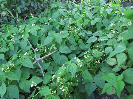 Pensaspapu ’Maxi’