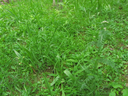 Niittykasvit ensimmäisenä vuonna kylvämisen jälkeen