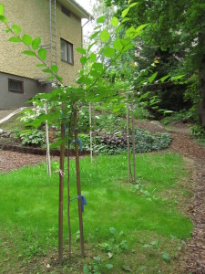 Kirsikkapuisto ja hortensiarinne