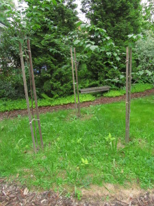 Pihaniitty vihertää