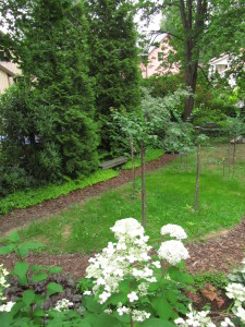 Kirsikkapuisto rinteestä katsottuna