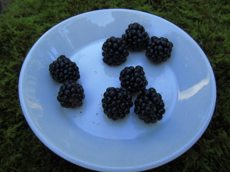 Ensimmäiset karhunvatukat