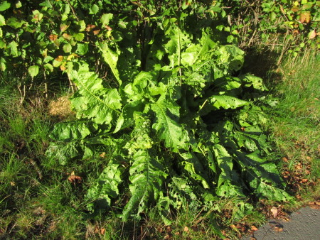 Piparjuuripuska pientareella