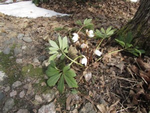 Jouluruusu vaahteran juurella